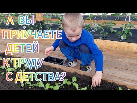 Видео: Теплица мечты помыта и готова нас кормить. Чем мы занимаемся ранней весной?