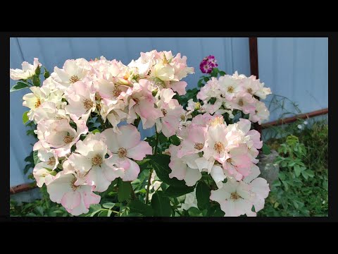 Видео: Розы сами организовали обрезку🤣🤣🤣Вопросы к розам