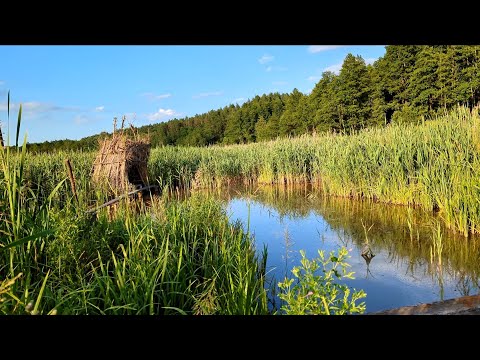 Видео: Рыбачу в шалаше на самодельном пруду