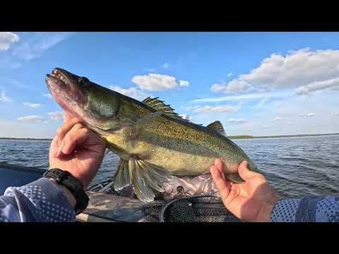 Видео: Щука и Судак в Panoptix наглядно