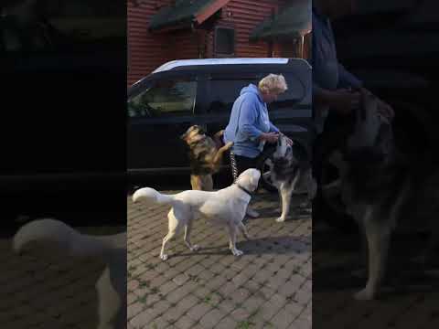 Видео: БОГ СКАЗАЛ «ЛЮБИТЕ ЛЮДЕЙ», НО  УСЛЫШАЛИ ЭТО ТОЛЬКО СОБАКИ!❤️