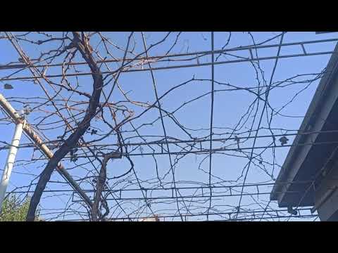 Видео: Мавсими буриши ток оғоз шуд.