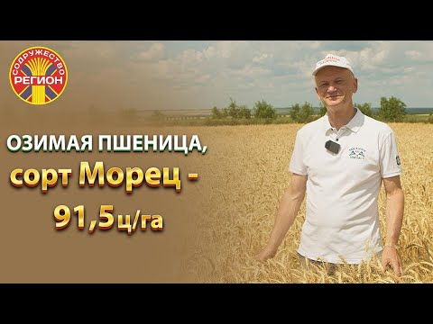 Видео: Селекция и семеноводство озимой пшеницы в ООО «Большой Морец».