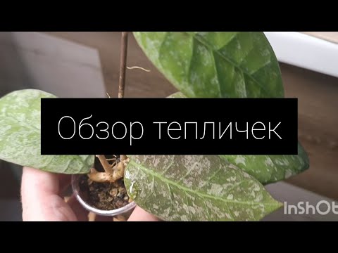 Видео: обзор тепличек с хойями