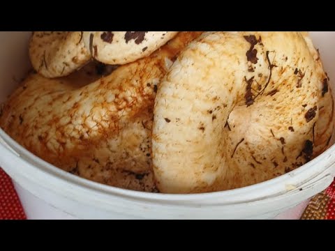 Видео: Засолка груздей холодным способом. 