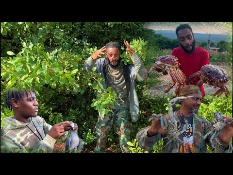 Видео: Охота на птиц не удалась, но охота на крабов увенчалась успехом