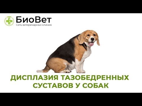 Видео: Дисплазия тазобедренных суставов у собак \\ Симптомы и Лечение