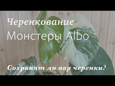 Видео: №99. Монстера борзига Альба. Черенкую вариегатную монстеру, показываю результат.  (Monstera Albo)