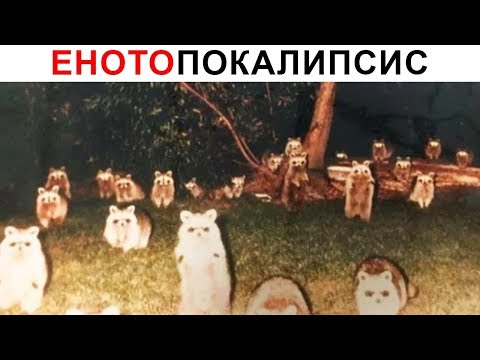 Видео: Лютые приколы. ЕнотоПОКАЛИПСИС
