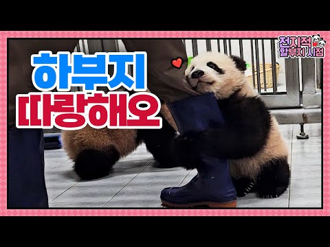 Видео: (SUB) Панда Фубао после долгого времени отправляется на пикник на природе🐼│Мир панд