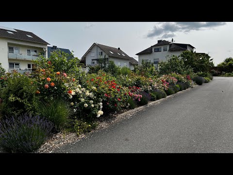 Видео: Мой любимый сад в июне 2025