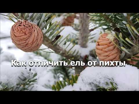 Видео: Как отличить ель от пихты | В чем разница между пихтой и елью | Давайте мечтать вместе!