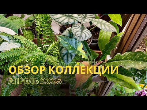Видео: Обзор моей коллекции: папоротники, филодендроны, алоказии🌿