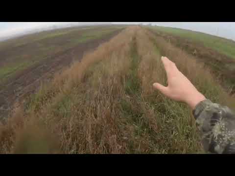 Видео: Охота со спаниелем на зайца