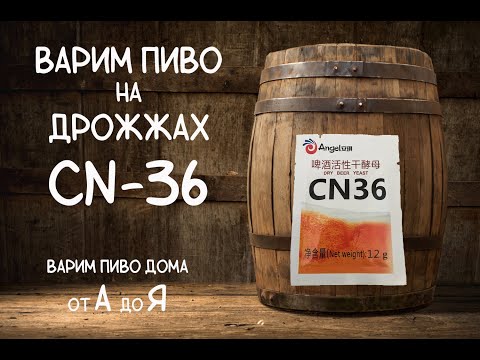 Видео: Варим пиво на дрожжах CN-36. Дрожжи Angel СN-36.