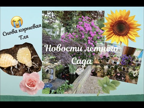 Видео: Новости Летнего Сада, Пруд, Пересадка фиалок, Корневая Тля...