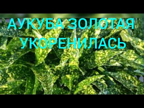 Видео: УКОРЕНЕНИЕ АУКУБЫ ЗОЛОТОЙ!!!