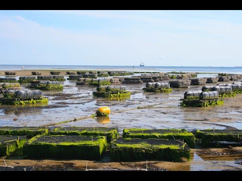 Видео: Една от малкото оцелели ферми за миди по българското Черноморие, "Бразди" - 29.01.2022 г. по БНТ