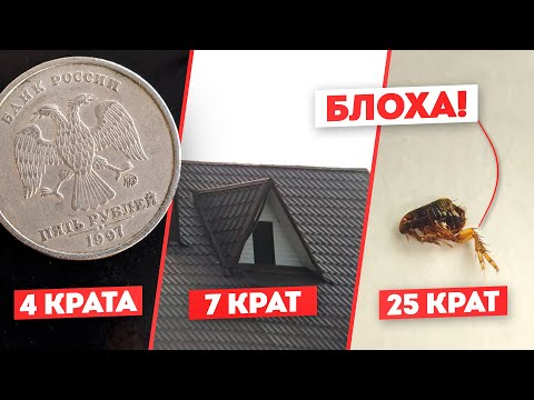 Видео: Блоха под микроскопом! | Монокуляр-микроскоп МИКМЕД DUO 7x18