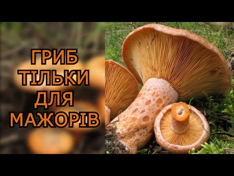 Видео: РИЖИКИ-ЦАРСЬКІ ГРИБИ.