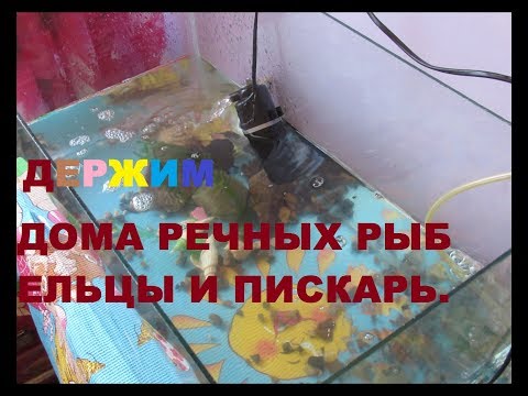 Видео: ДЕРЖИМ РЕЧНЫХ РЫБ В АКВАРИУМЕ ЕЛЬЦЫ И ПЕСКАРЬ.