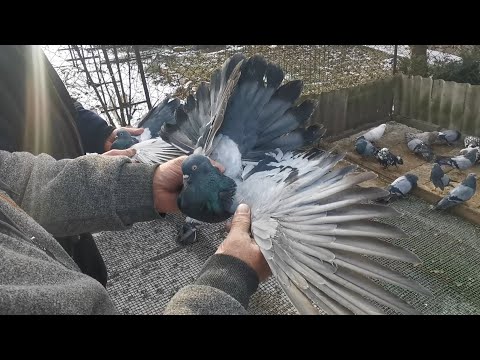 Видео: голуби Белого Сергея пгт Белецкое 0506347740