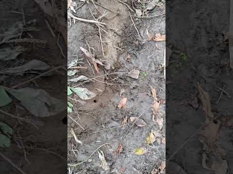 Видео: Рыбалка на Волге, Нижнекалиновка 2025год.