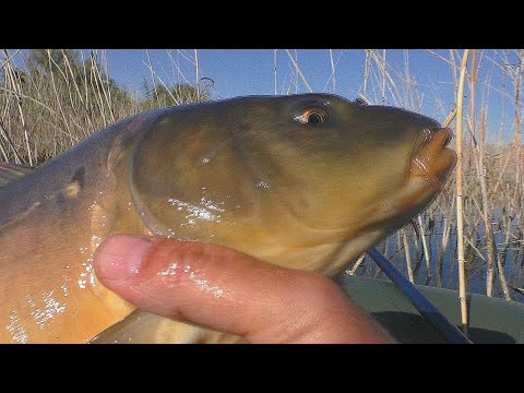 Видео: Рыбалка в камыше с лодки на боковой кивок . Ловля осеннего карпа