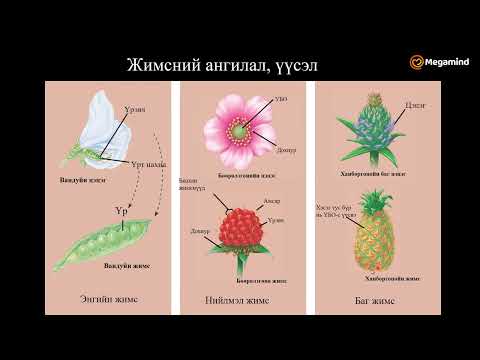 Видео: Биологи №21 Ургамлын цэцэг, үр жимс