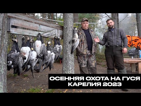 Видео: Осенняя охота на гуся. Карелия 2023.