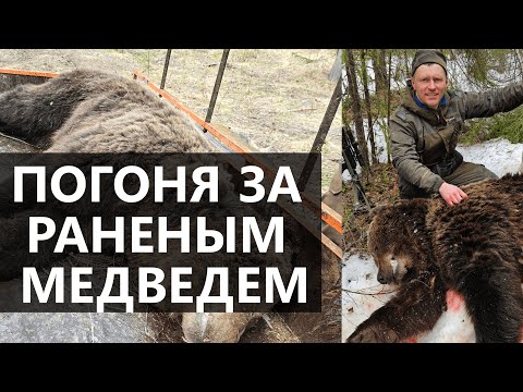 Видео: 🐻 ТАКОГО МЕДВЕДЯ мы не ожидали встретить. Охота на медведя с лайками.