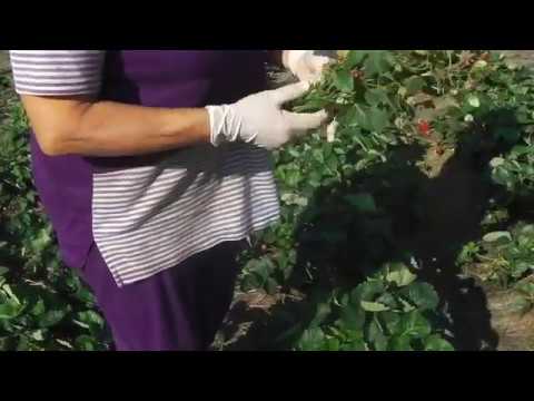 Видео: УХОД ЗА КЛУБНИКОЙ (ЗЕМЛЯНИКОЙ) ПОСЛЕ  ПЛОДОНОШЕНИЯ