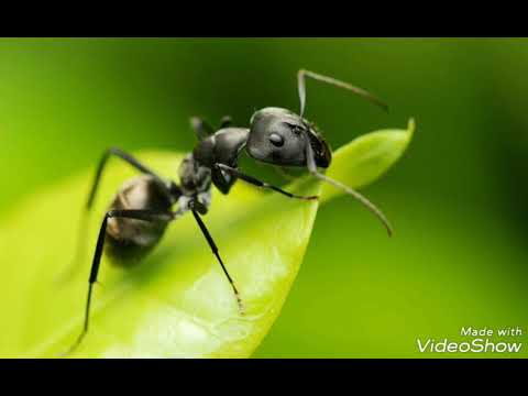 Видео: Комил Жураев. Чумолига хавасим келар.