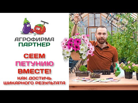 Видео: Сеем петунию вместе! Как достичь шикарного результата