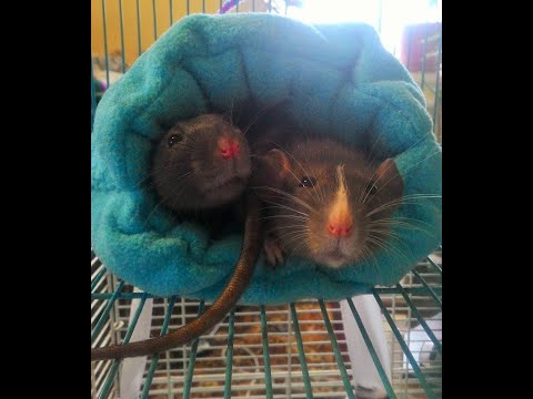 Видео: Как сделать домик для крыс. Шьем теплый домик. Мастер-класс.