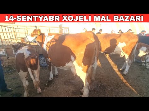 Видео: 14-СЕНТЯБРЬ/ХОЖЕЛИ МАЛ БАЗАРЫ/СКОТНЫЙ РЫНОК/BUQALAR/BIG BULLS IN THE WORLD/BIG COW