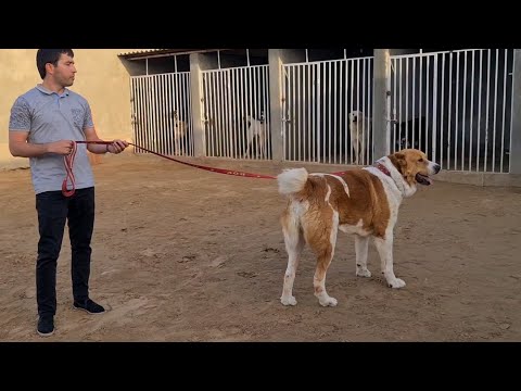 Видео: самый красивый Кобель! 2020 питомник Зия обзор Туркменских собак Ашхабад Гарадамаг