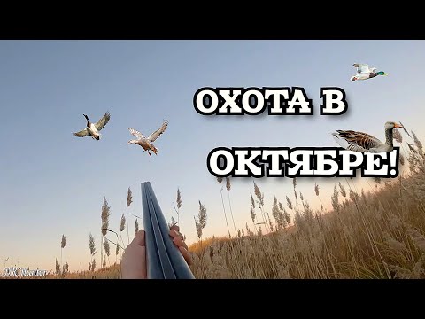 Видео: Гуси сели на чучела! Охота на утку в октябре! Охота с двустволкой.