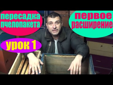 Видео: Пересадка пчелопакета в улей - урок схема.