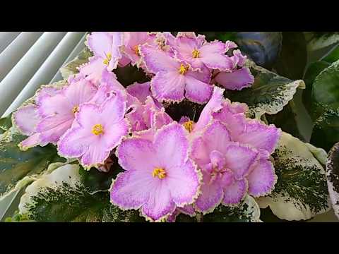 Видео: А у нас ПРАЗДНИК! Мы на ВЫСТАВКУ! Санкт-Петербург ДК Газа  11-13 мая.