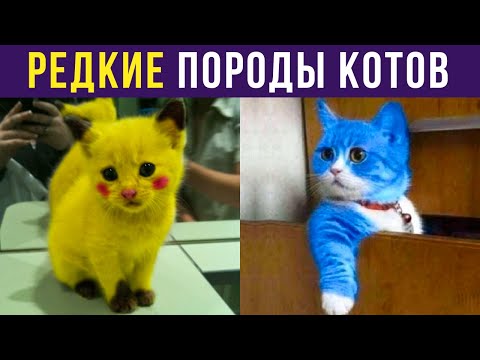 Видео: Приколы с котами. РЕДКИЕ ПОРОДЫ КОТОВ | Мемозг #273