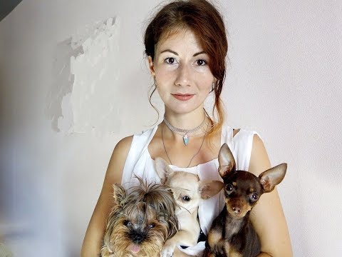 Видео: Той терьер, йорк или чихуахуа. Кто лучше?!