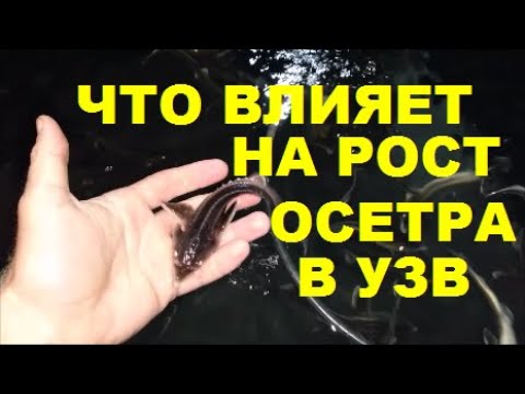 Видео: ЧТО ВЛИЯЕТ НА РОСТ ОСЕТРА
