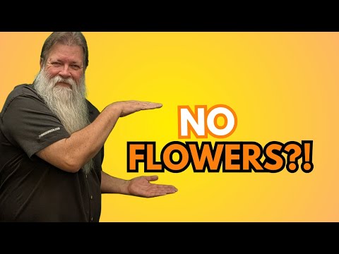 Видео: 900 тыс. орхидей, ноль цветов!