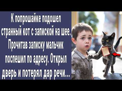 Видео: К попрошайке подошел кот с запиской на шее. Прочитав ее поспешил по адресу. Открыл дверь и побледнел