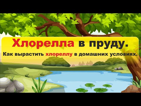 Видео: Хлорелла в пруду - Как вырастить хлореллу в домашних условиях - Альголизация водоёма - Водоросль.