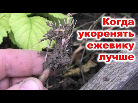 Видео: Когда УКОРЕНЯТЬ ЕЖЕВИКУ верхушками побегов лучше.