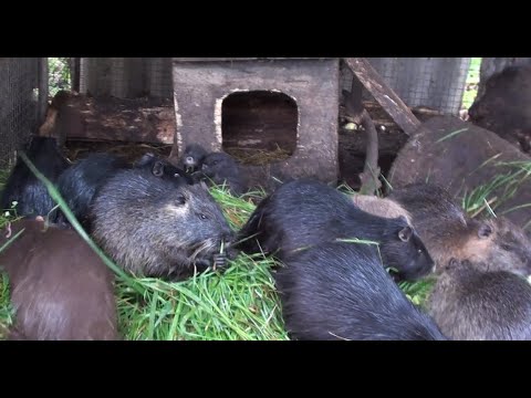 Видео: Нутрия в вольере живёт поколениями.