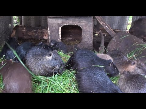 Видео: Нутрия в вольере живёт поколениями.