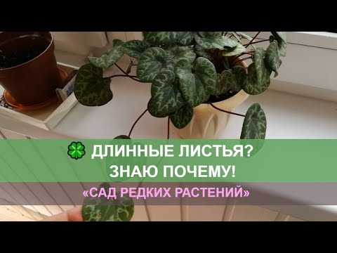 Видео: Причины деформации листьев альпийской фиалки. Длинные листья